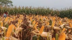 Scientific Maize Farming