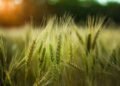 Scientific Wheat Farming