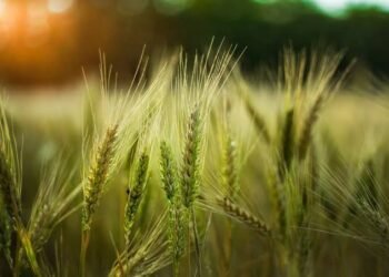 Scientific Wheat Farming
