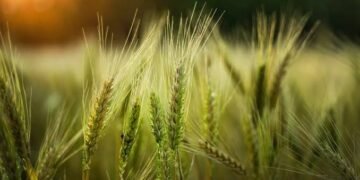 Scientific Wheat Farming