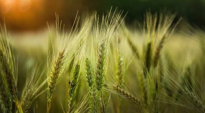Scientific Wheat Farming