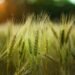 Scientific Wheat Farming