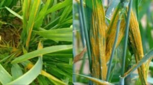 Scientific Wheat Farming