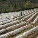 Smart Farming