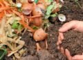Soil Organic Carbon