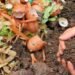 Soil Organic Carbon