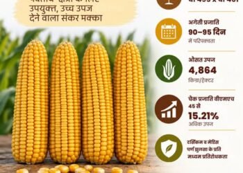 VL Himadri Maize Hybrid has become a new hope for the hill farmers of Uttarakhand.