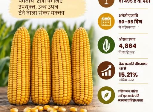 VL Himadri Maize Hybrid has become a new hope for the hill farmers of Uttarakhand.