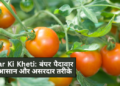 Tamatar Ki Kheti
