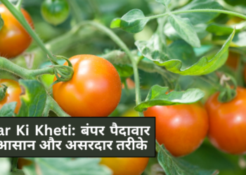 Tamatar Ki Kheti