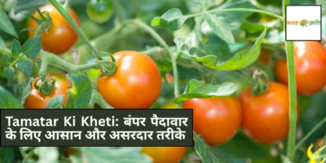 Tamatar Ki Kheti