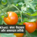 Tamatar Ki Kheti