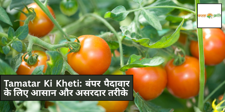 Tamatar Ki Kheti