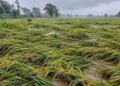UP Rain Crop Damage