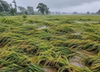 UP Rain Crop Damage