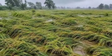 UP Rain Crop Damage