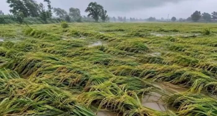 UP Rain Crop Damage