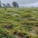 UP Rain Crop Damage