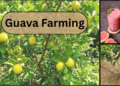 guava farming