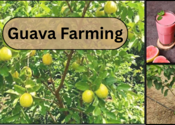 guava farming