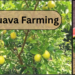 guava farming