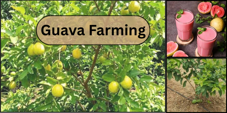 guava farming