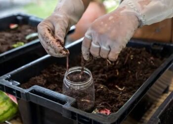 Vermicompost Business