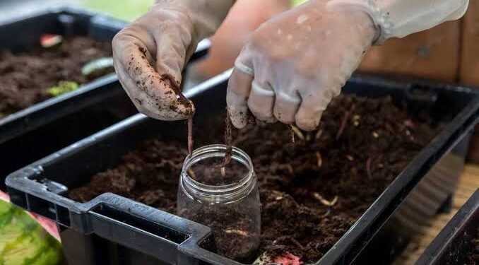 Vermicompost Business