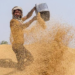 Wheat Price Increase