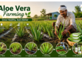 aloe-vera