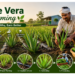 aloe-vera