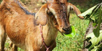 बकरी पालन से आय बढ़ाने का आसान फार्मूला