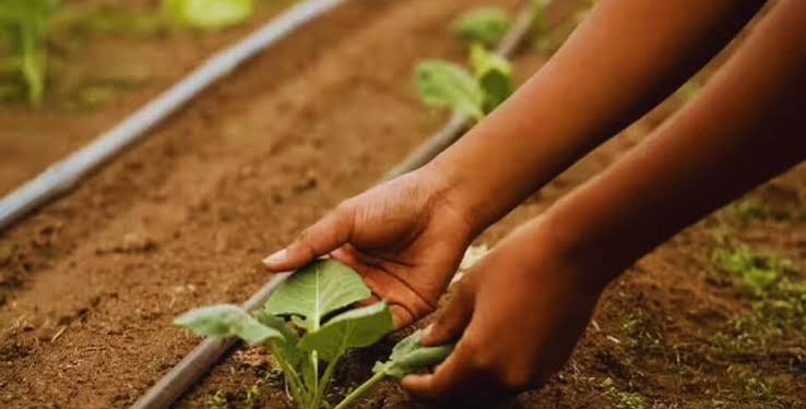 Organic Pulses Farming की खेती क्यों बढ़ रही है? जानिए किसानों और पर्यावरण के लिए इसके फायदे
