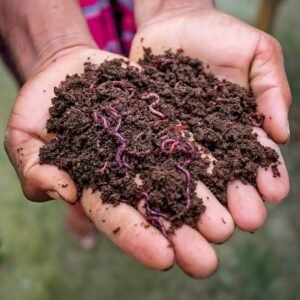 Vermicompost Business