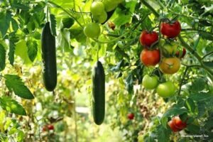 Organic Vegetable Farming