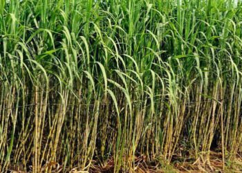 Sugarcane Farming