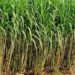 Sugarcane Farming