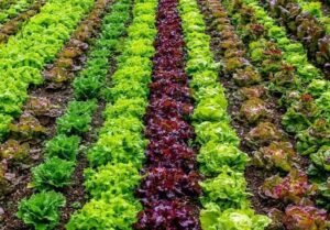 Organic Vegetable Farming