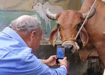 Livestock Insurance Portal launched tomorrow, digital insurance services available in 12 languages; policy and claim related work will become easier for livestock farmers.