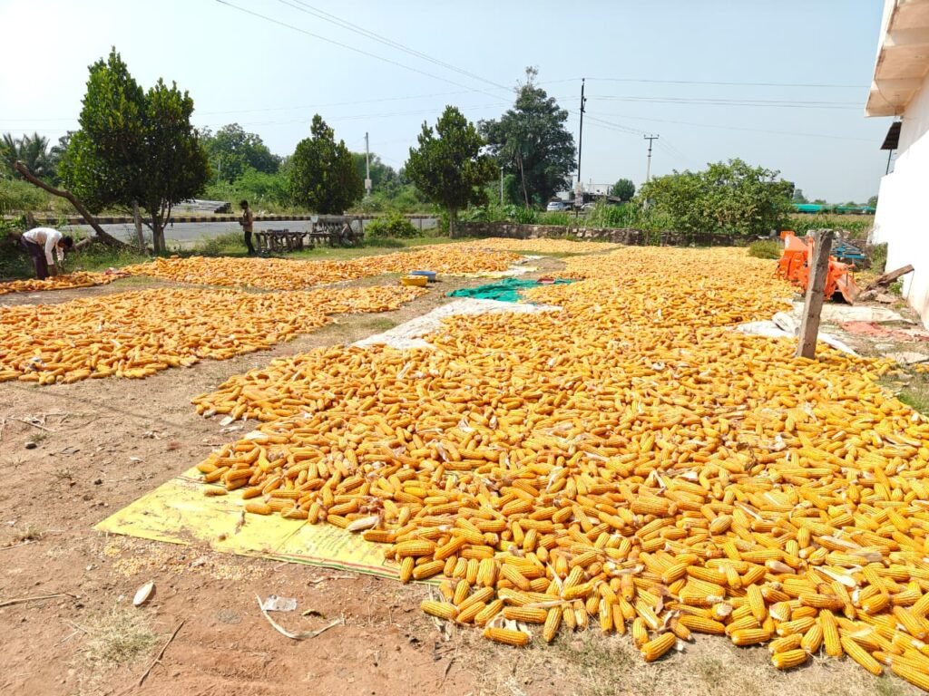 Maize is not just a raw material for ethanol, it is a strategic crop for India's bioeconomy.