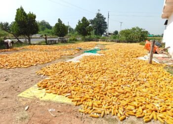 Maize is not just a raw material for ethanol, it is a strategic crop for India's bioeconomy.