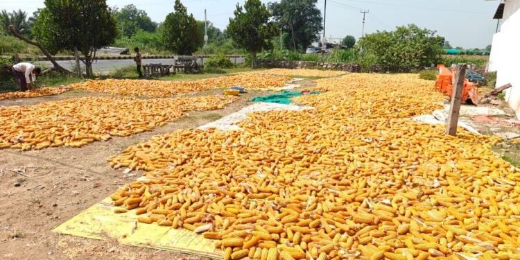 Maize is not just a raw material for ethanol, it is a strategic crop for India's bioeconomy.