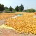 Maize is not just a raw material for ethanol, it is a strategic crop for India's bioeconomy.