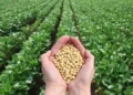 Soybean Registration 2026