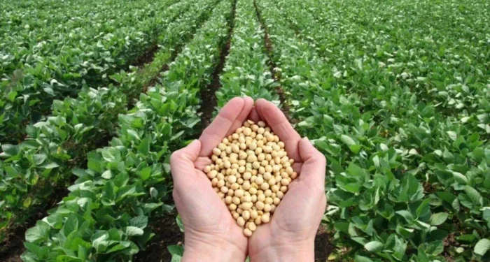 Soybean Registration 2026