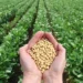 Soybean Registration 2026