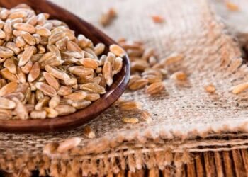 Best Wheat Varieties 2026