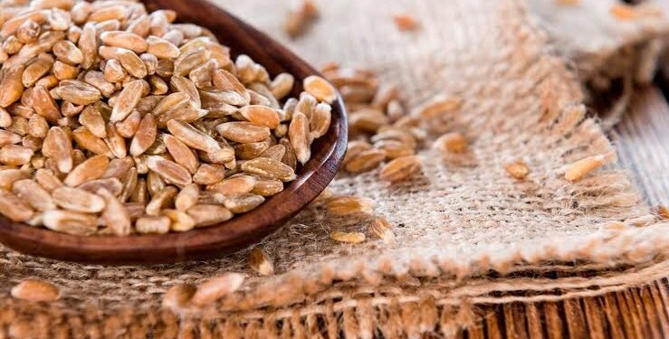 Best Wheat Varieties 2026