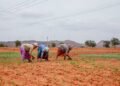 El Nino Impact on Rabi Crops