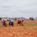 El Nino Impact on Rabi Crops